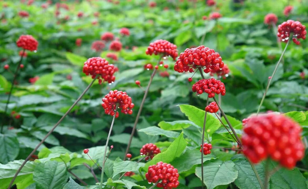 El ginseng ayudará a eliminar la inflamación en la prostatitis. 