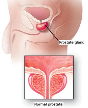 Estructura esquemática de la próstata masculina. 